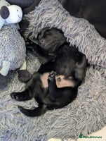 Labrador Retriever dogs - Advert 8