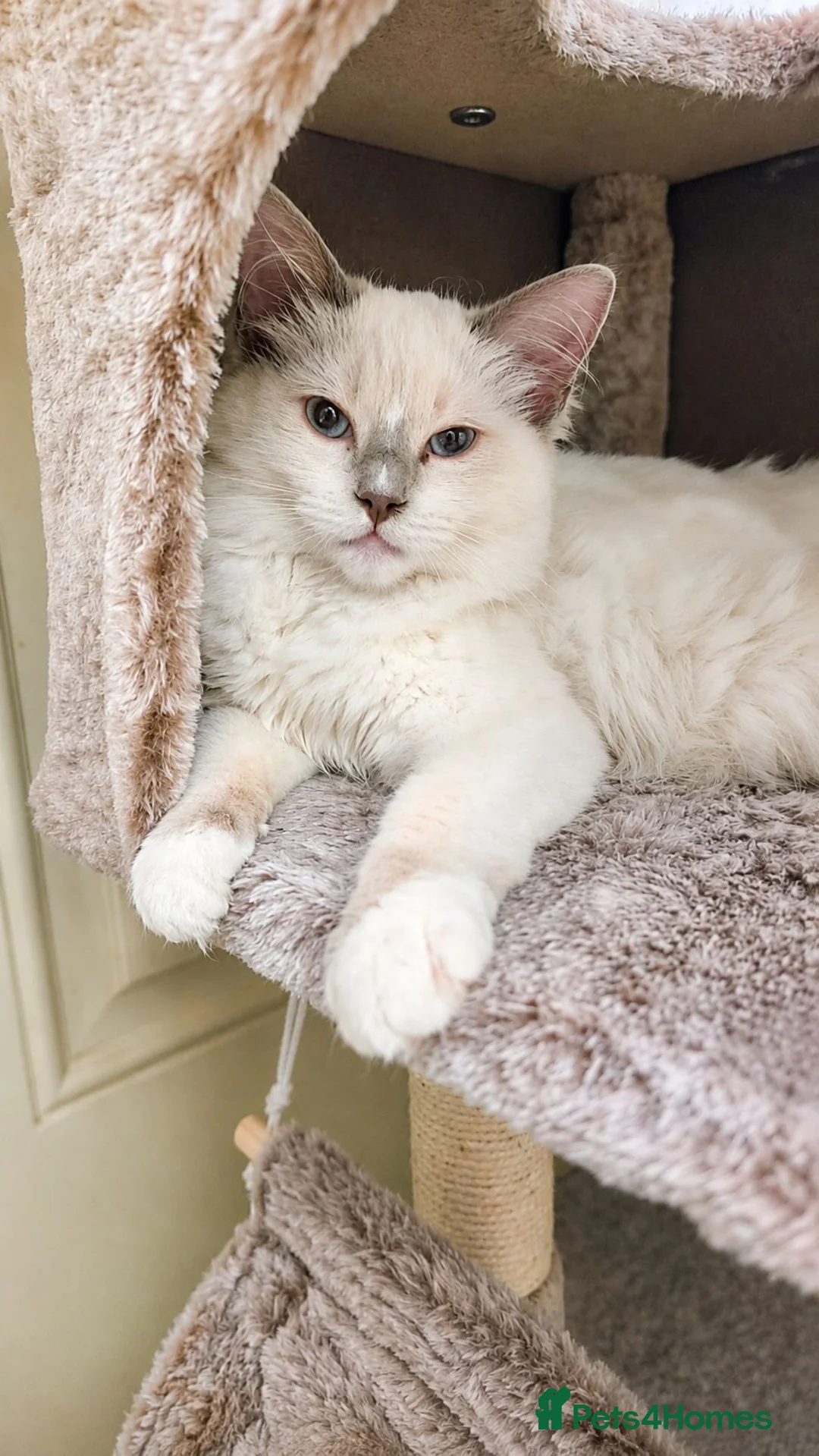 Ragdoll cats for sale: Stunning Lilac Mitted Ragdoll - Advert 2
