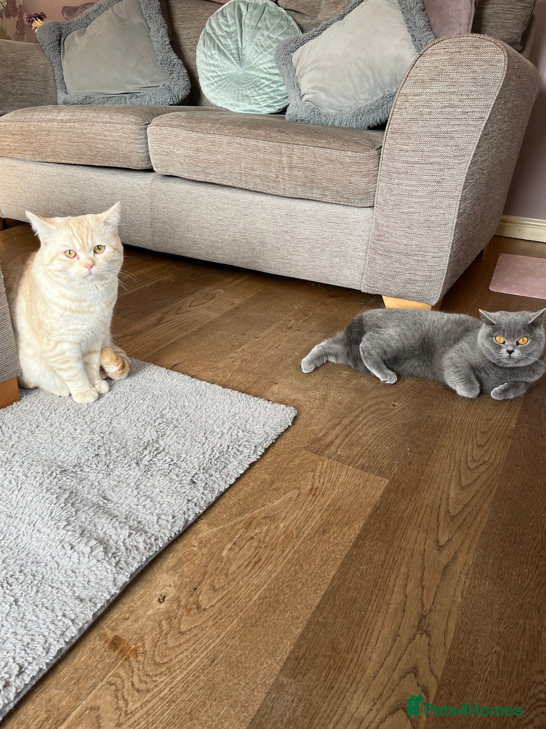 British Shorthair cats for sale: British Shorthair Kittens  - Image 4