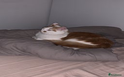 Mixed Breed cats for sale: 2 domestic shorthair/medium hair cats - Image 3