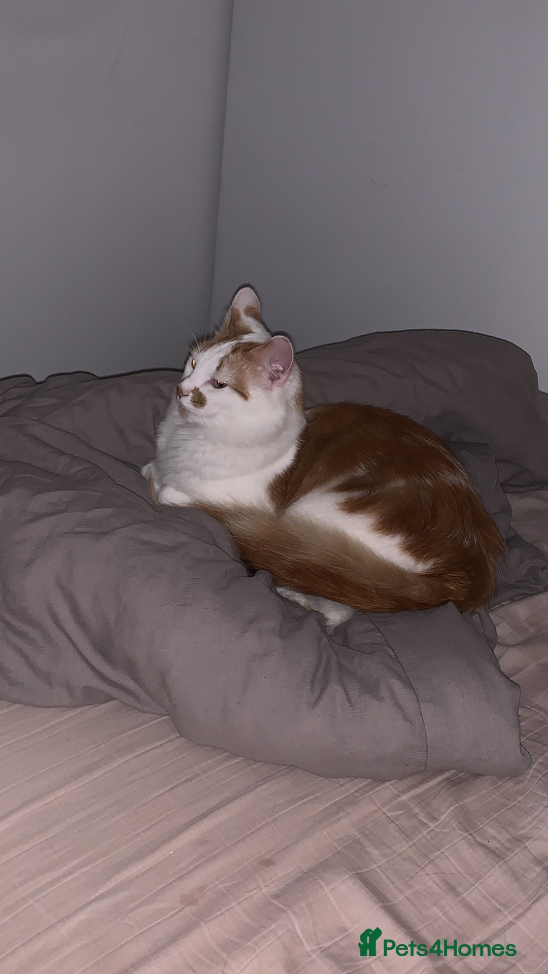 Mixed Breed cats for sale: 2 domestic shorthair/medium hair cats - Image 3