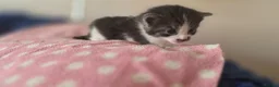 Mixed Breed cats for sale: Maincoon x British short hair  - Advert 9