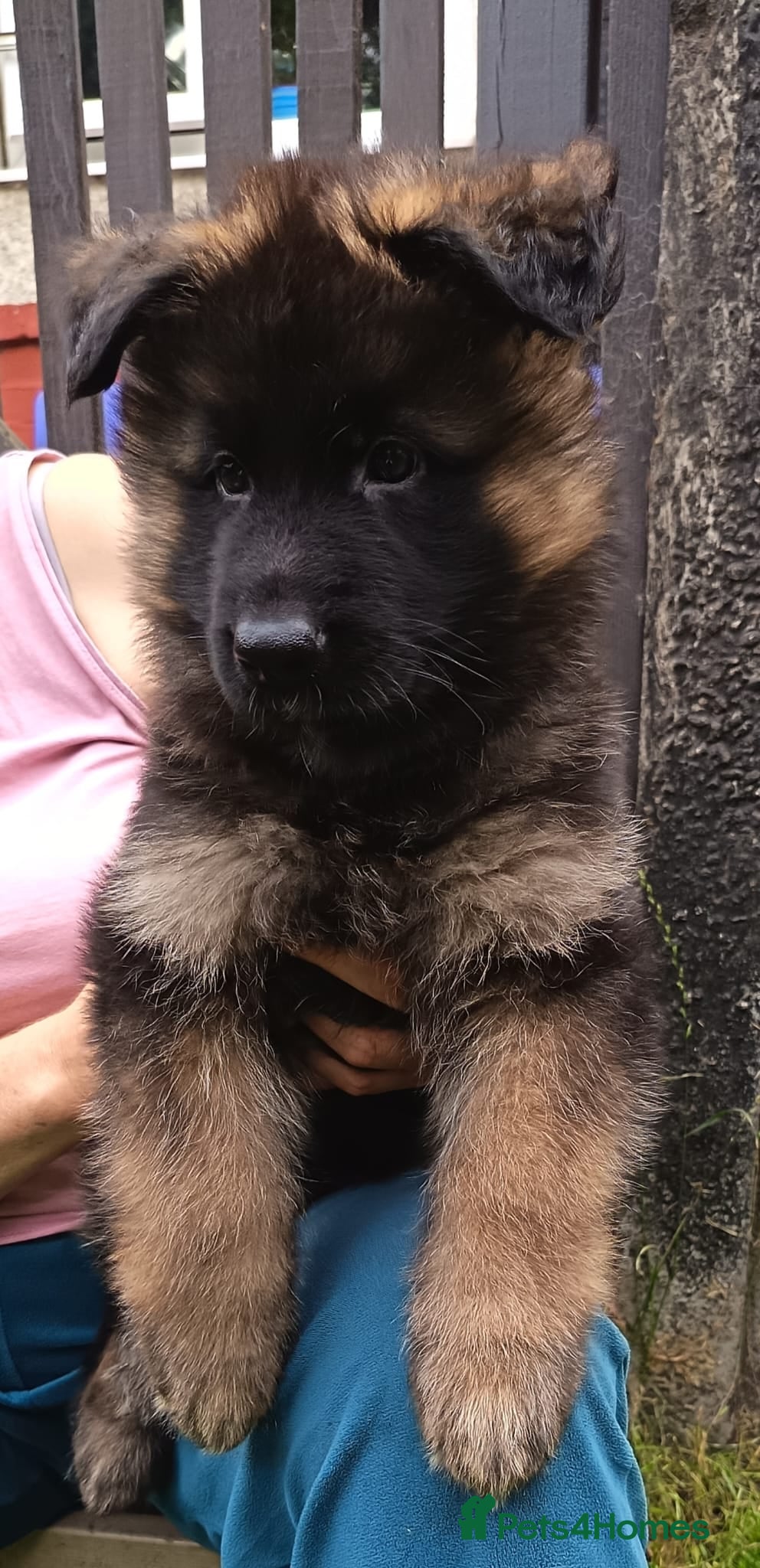 German Shepherd dogs PUPPIES FOR SALE - Advert 6