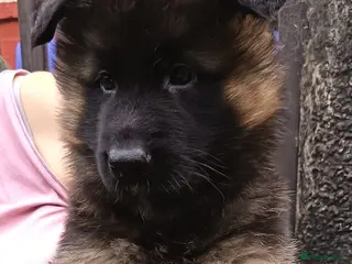 German Shepherd dogs PUPPIES FOR SALE - Advert 6