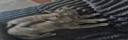 British Shorthair cats for sale: Kittens British short hair  - Advert 5