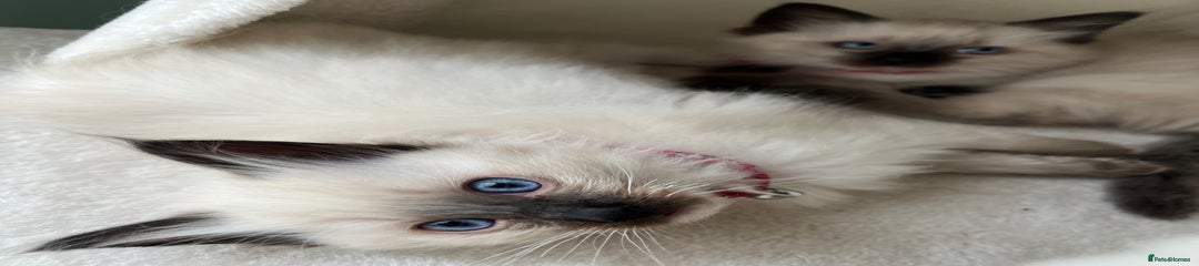 Ragdoll Kitten 4