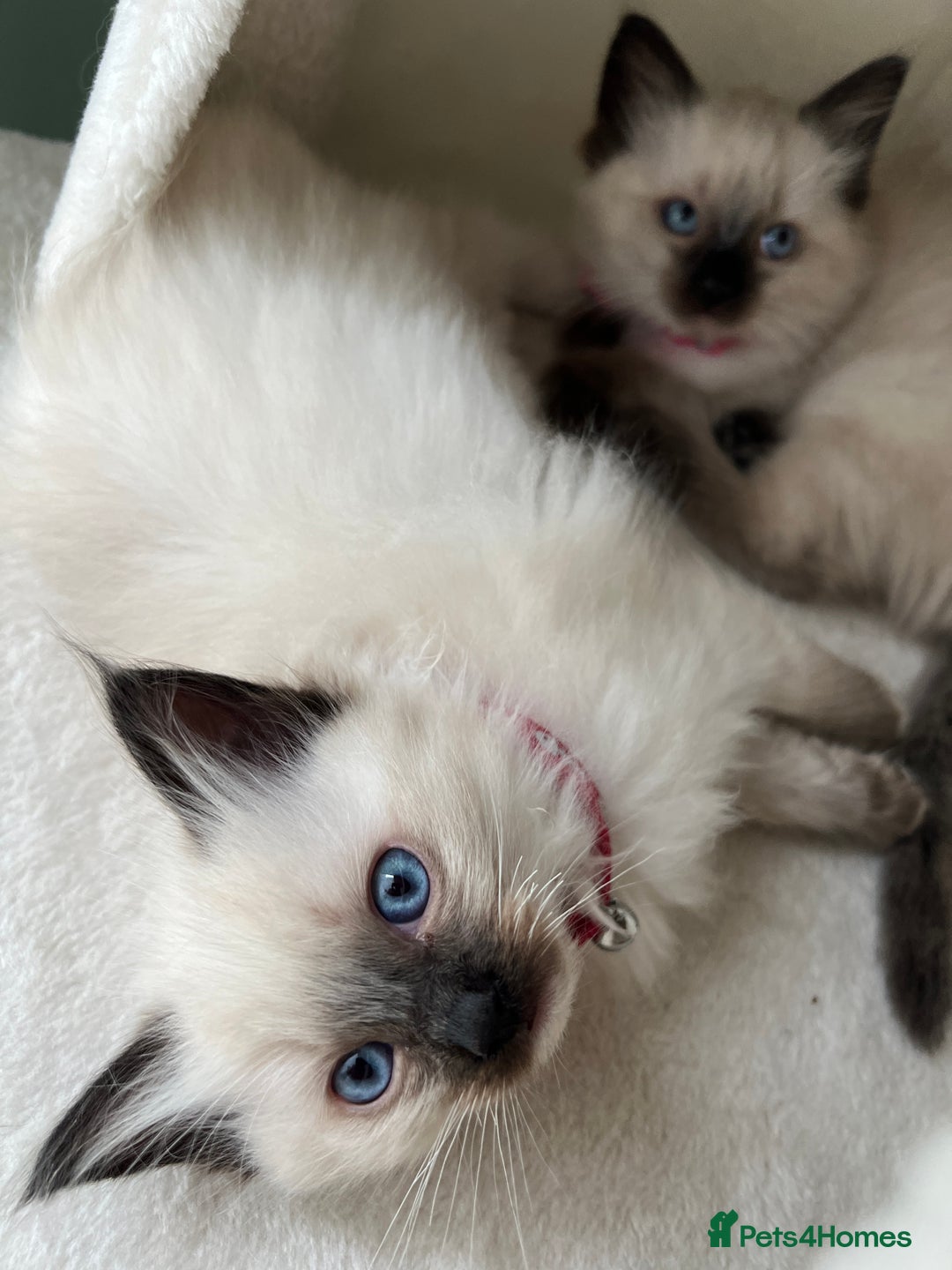 Ragdoll cats for sale: Beautiful Ragdolls 3 🩵 Boys 2 Girls 🩷 - Image 8