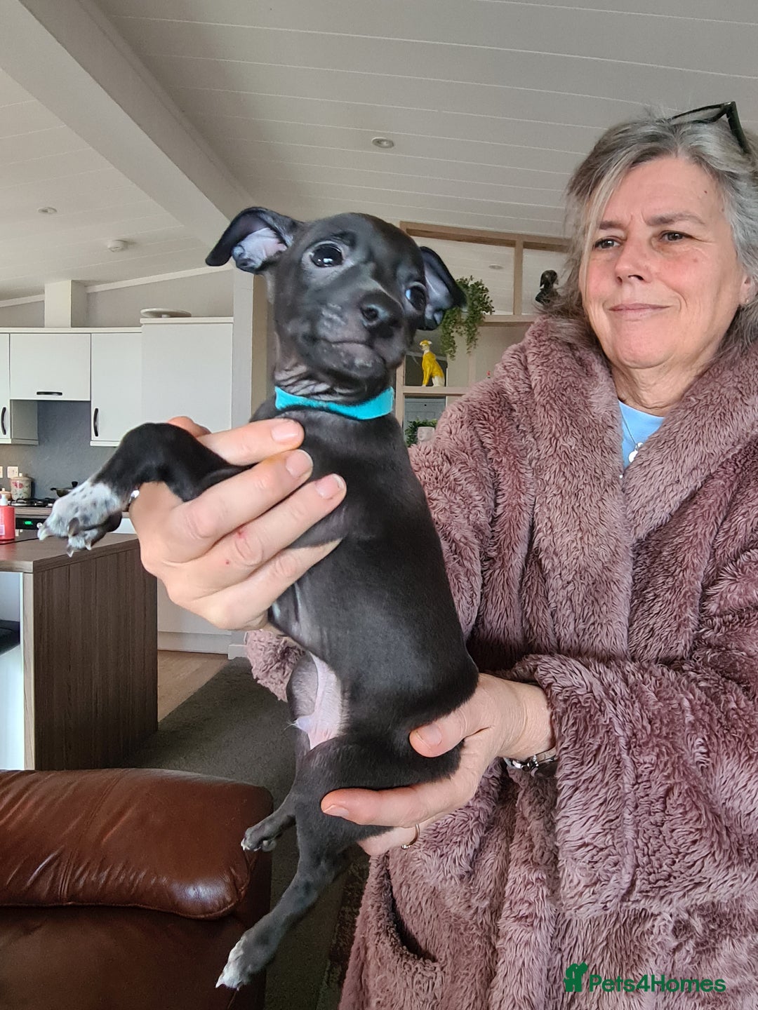 Italian Greyhound dogs for sale: Beautiful italian greyhound  - Image 11