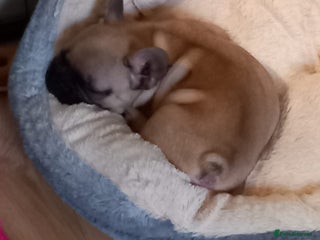 French Bulldog dogs - Advert 6