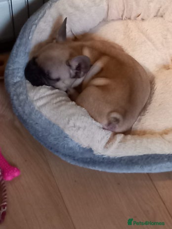 French Bulldog dogs - Advert 1