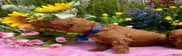 Miniature Poodle dogs for sale: Top Quality, Deep Red, KC Mini Poodles.  - Advert 5
