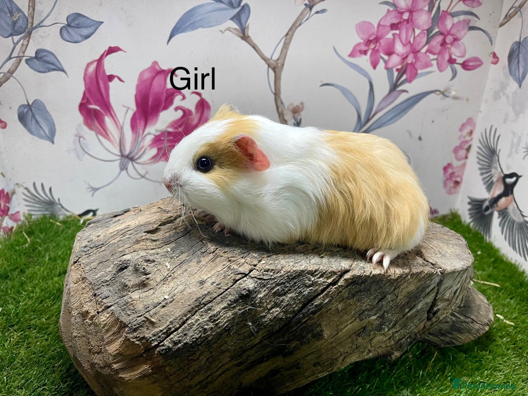 Guinea Pig rodents for sale: Female and male guinea pigs  - Advert 3