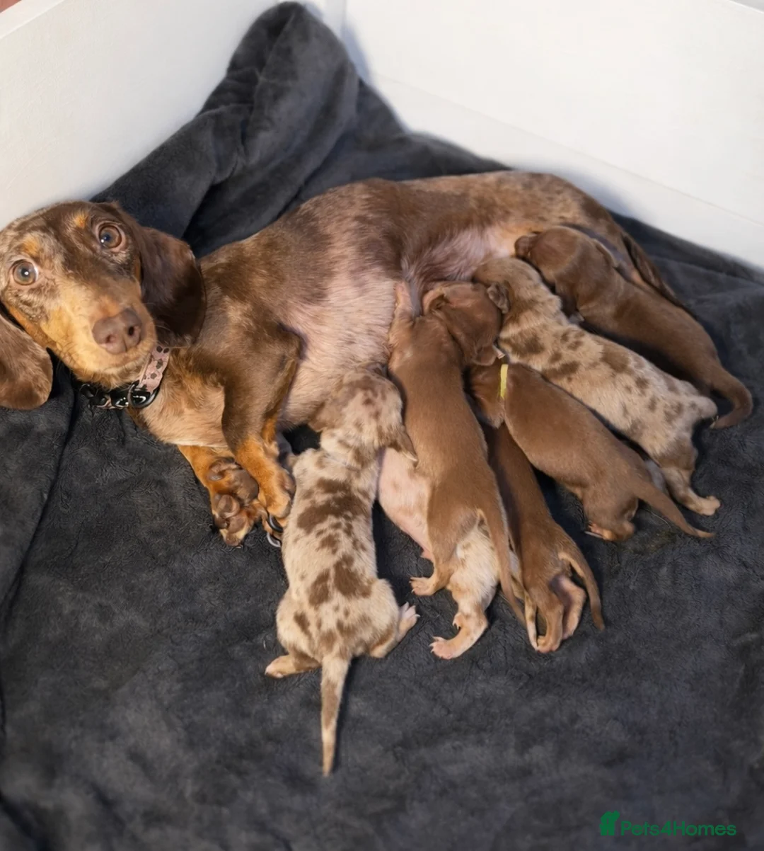 Miniature Dachshund dogs for sale: KC Reg Miniature Dachshunds Dapple Isabella    - Advert 2
