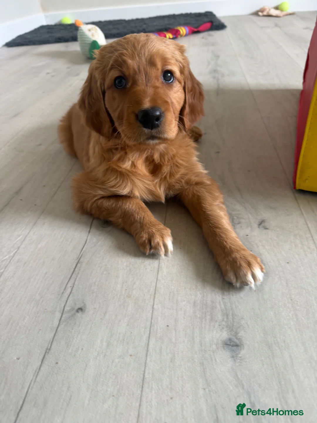 Golden Retriever dogs for sale: Dark golden retriever Puppy Female  - Advert 2