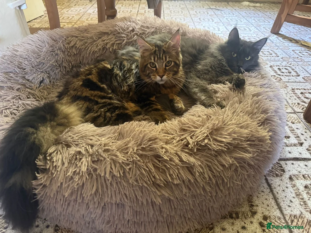 Maine Coon cats for sale: TICA registered Maine Coon Boy - Advert 1