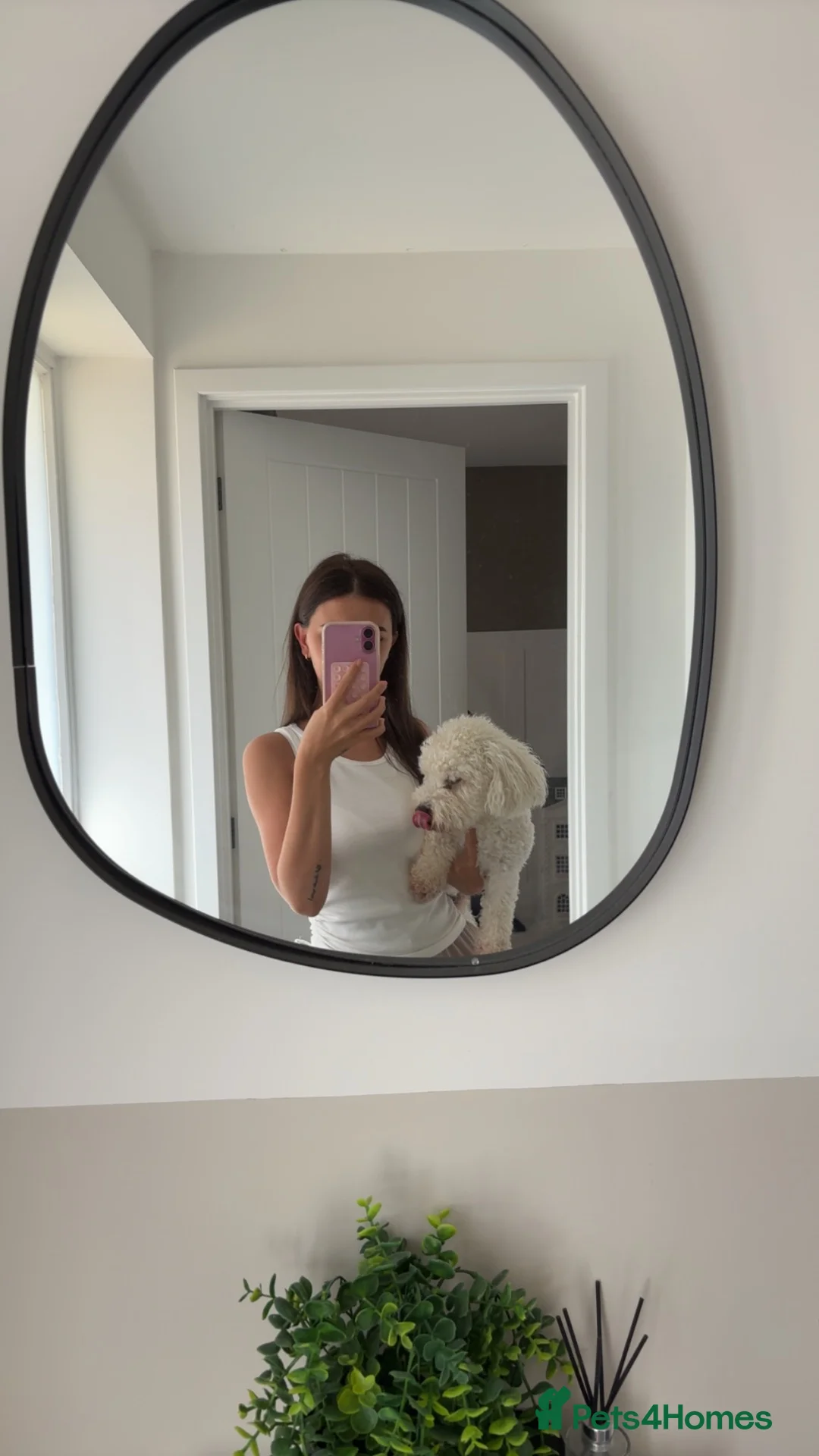 Bichon Frise dogs for stud: Purebred bichon frise for stud🐶 - Advert 2