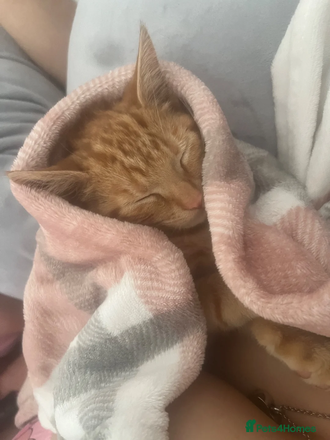 Mixed Breed cats for sale: miss lucie  - Advert 2
