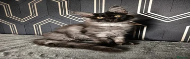 Maine Coon 6