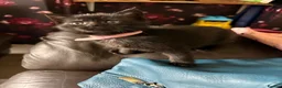 Mixed Breed cats for sale: Little black kitty’s - Advert 3