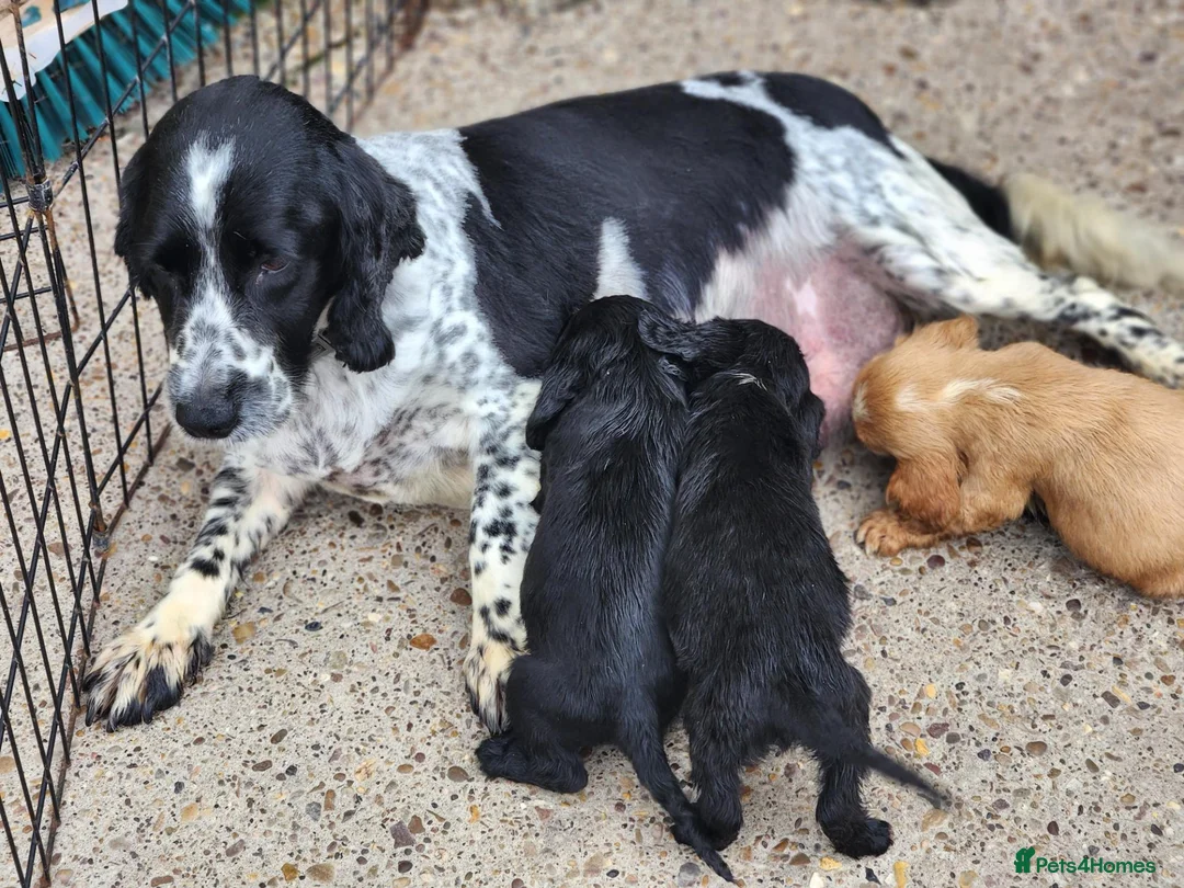 Sprocker dogs for sale:  SPROCKERS - Advert 1