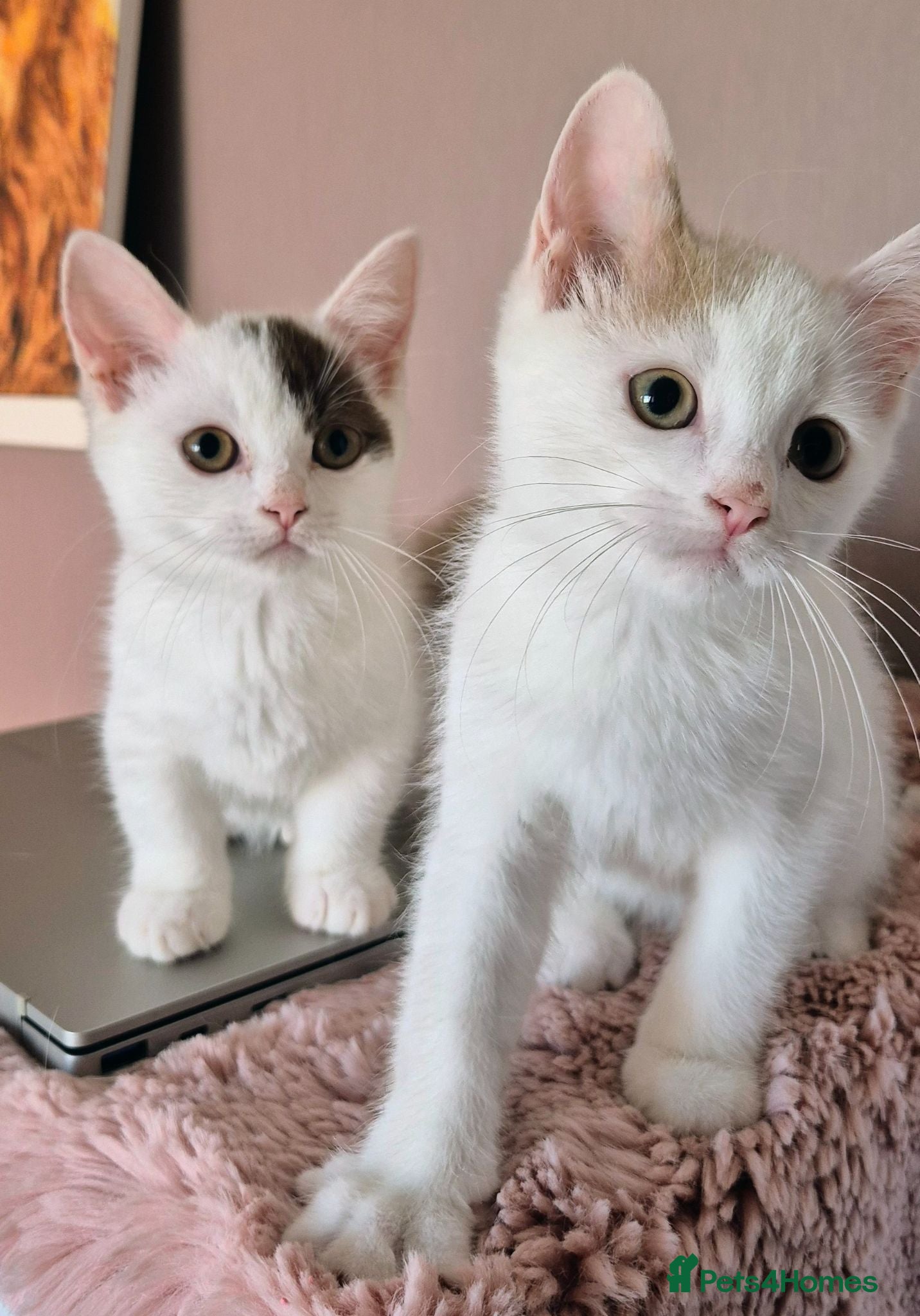 Munchkin cats Beautiful Munchkin kittens  - Advert 2