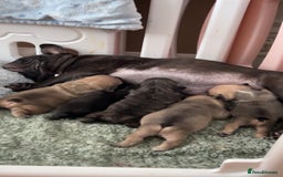 French Bulldog dogs for sale: FrenchAngels 👼🏼🐾 - Image 32
