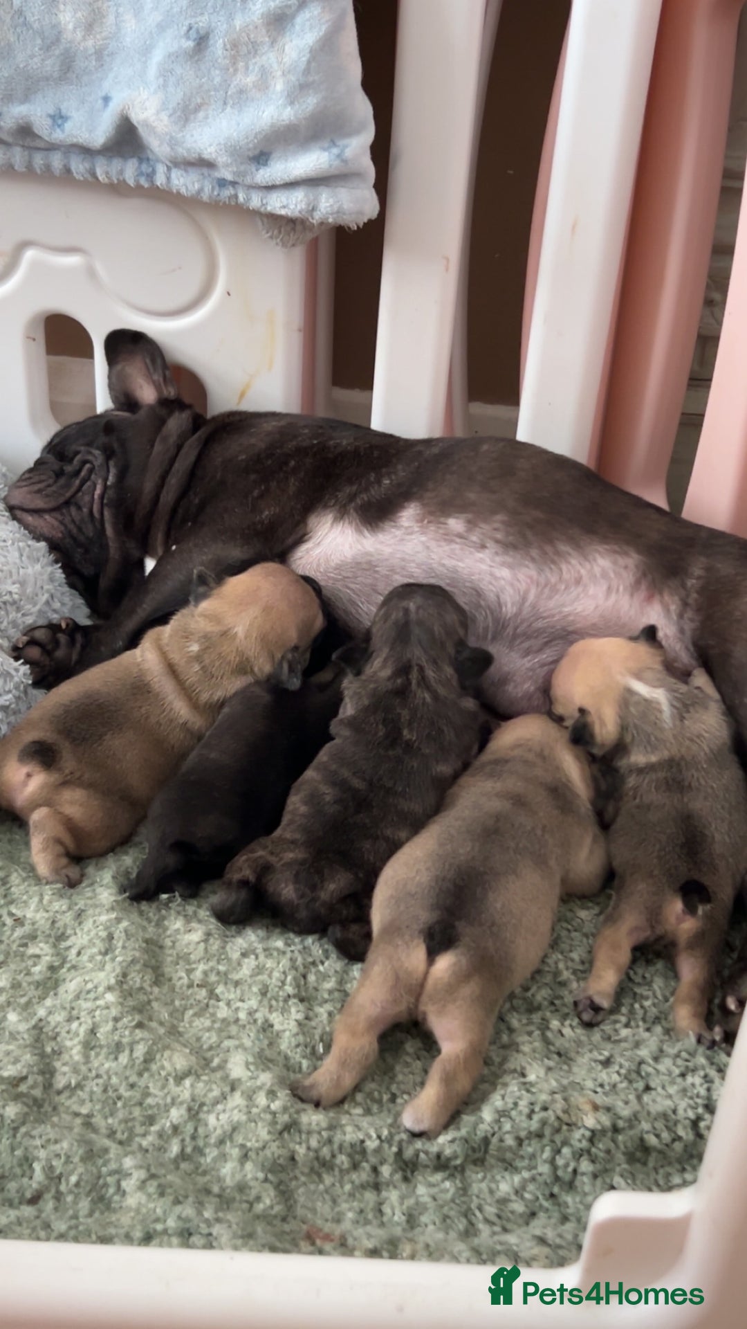 French Bulldog dogs for sale: FrenchAngels 👼🏼🐾 - Image 32