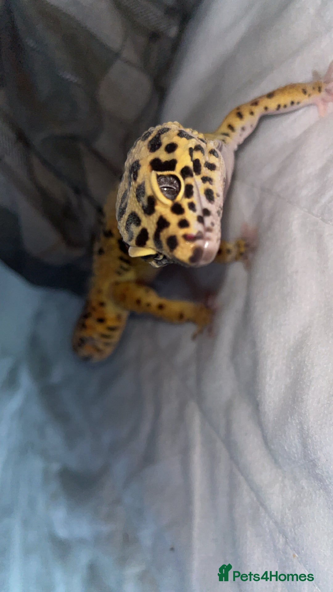 Leopard Gecko reptiles for sale: Female leopard gecko  - Advert 1