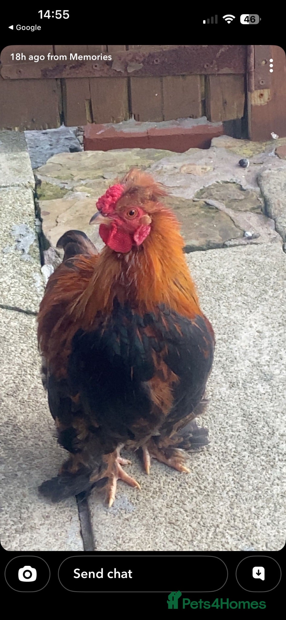 Chickens poultry Silkie x Bantam chickens for sale  - Advert 8
