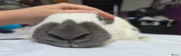 Continental Giant rabbits for sale: Beautiful giant rabbits  - Advert 19