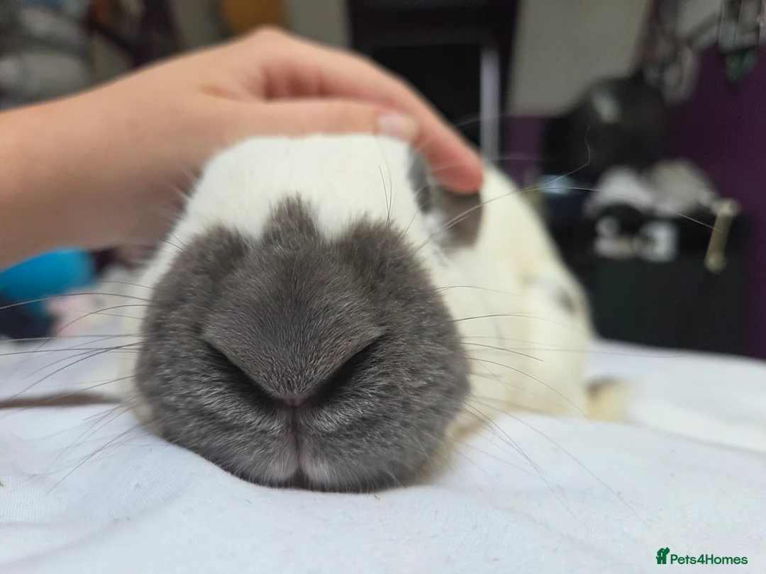 Continental Giant rabbits for sale: Beautiful giant rabbits  - Advert 19