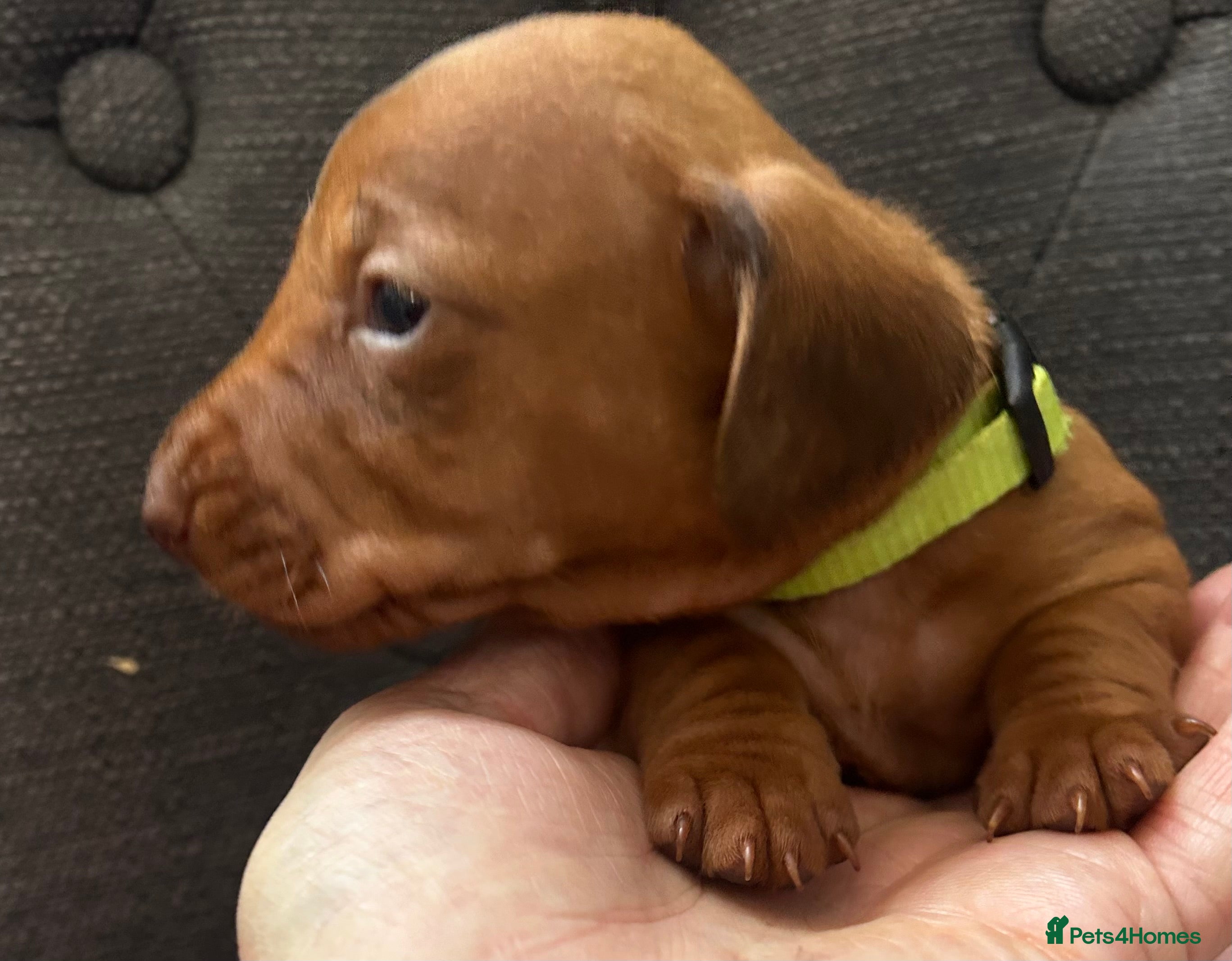 Dachshund dogs QUALITY KC STANDARD SMOOTH DAHSHUNDS  - Advert 2
