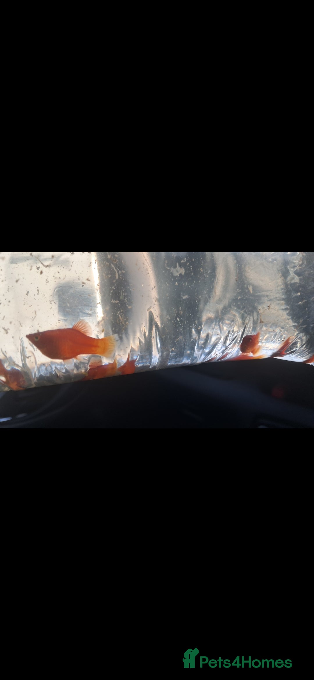 Platies fish for sale: 8 Young Red coral Platies - Advert 2