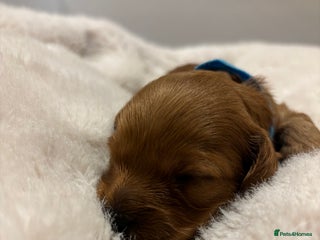 Cavapoo dogs - Advert 2