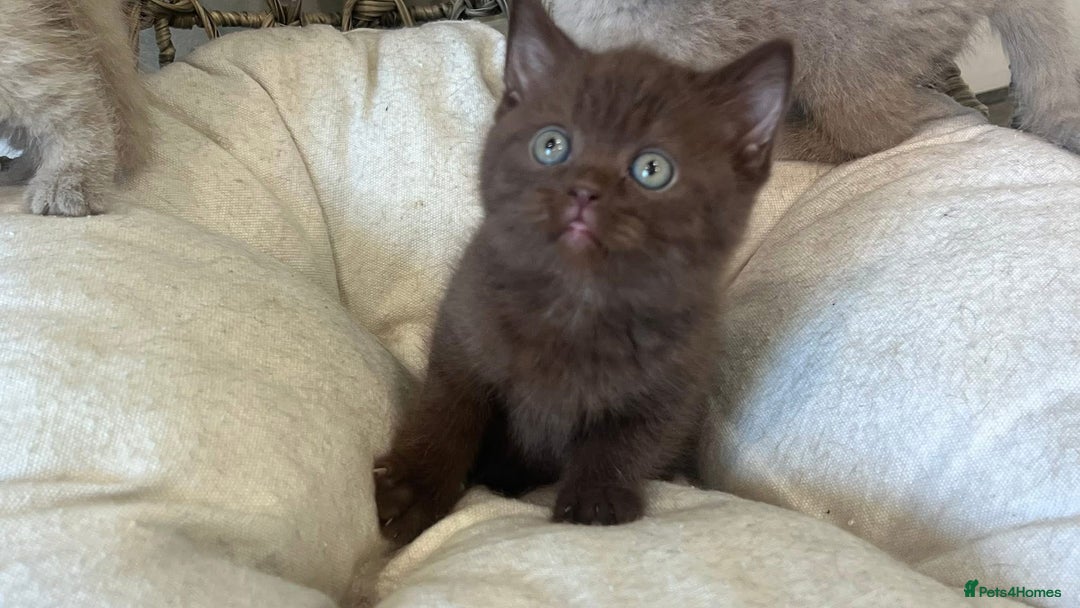 British Shorthair cats for sale: Adorable British Shorthair Teddy Bear Kittens - Image 4