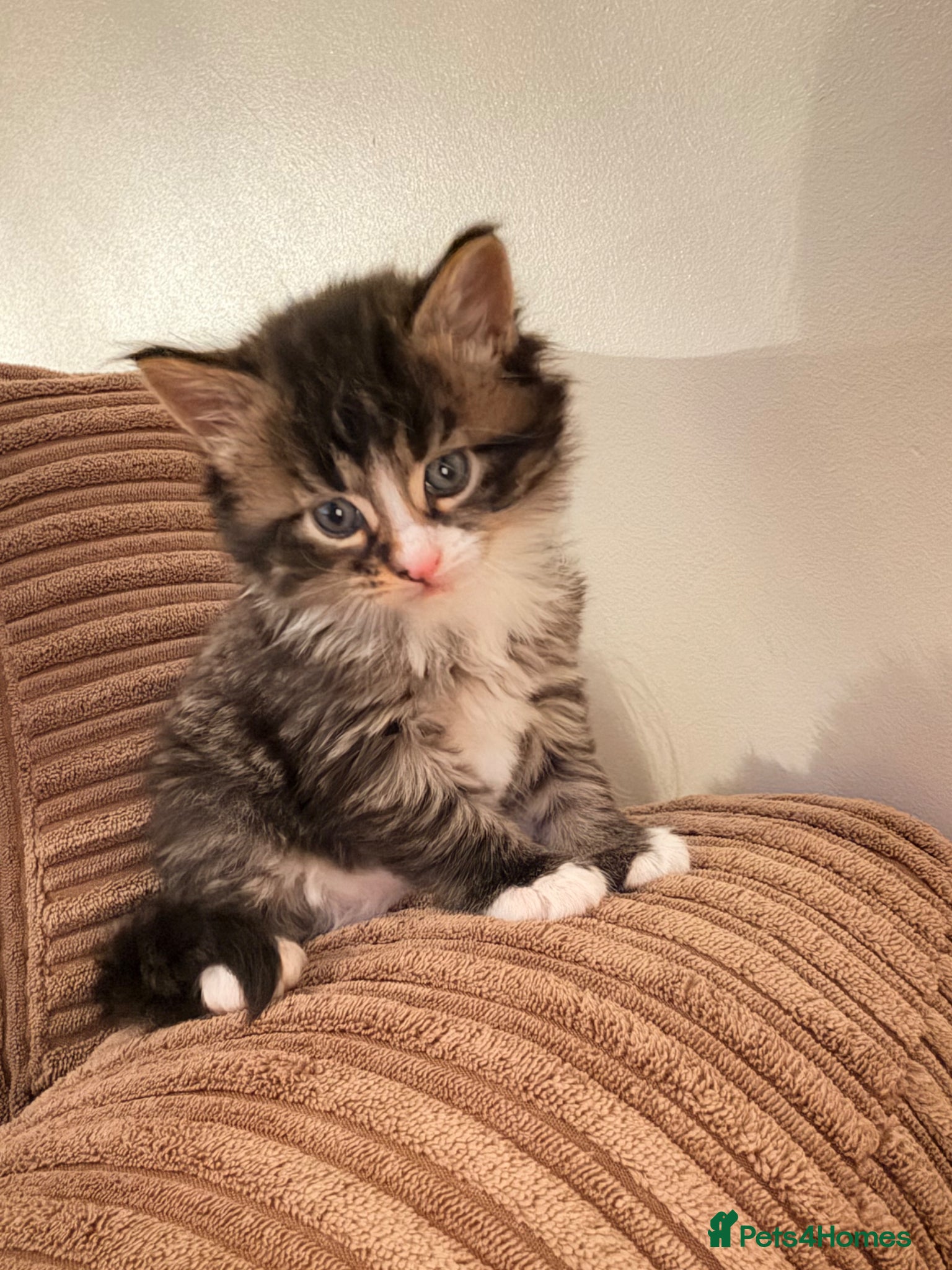 Maine Coon cats Mainecoon kittens 1 boy left  - Advert 15