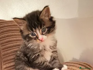 Maine Coon cats Mainecoon kittens 1 boy left - Advert 15