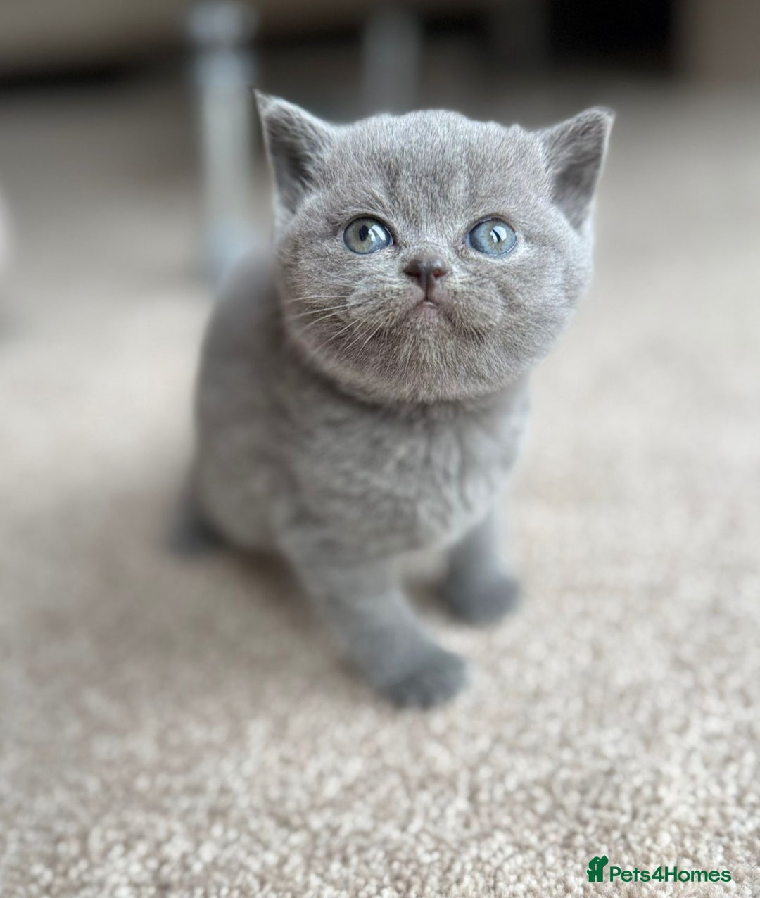 Scottish Fold cats for sale: 3 beautiful female scottish fold & straights 😍🎀 - Advert 24