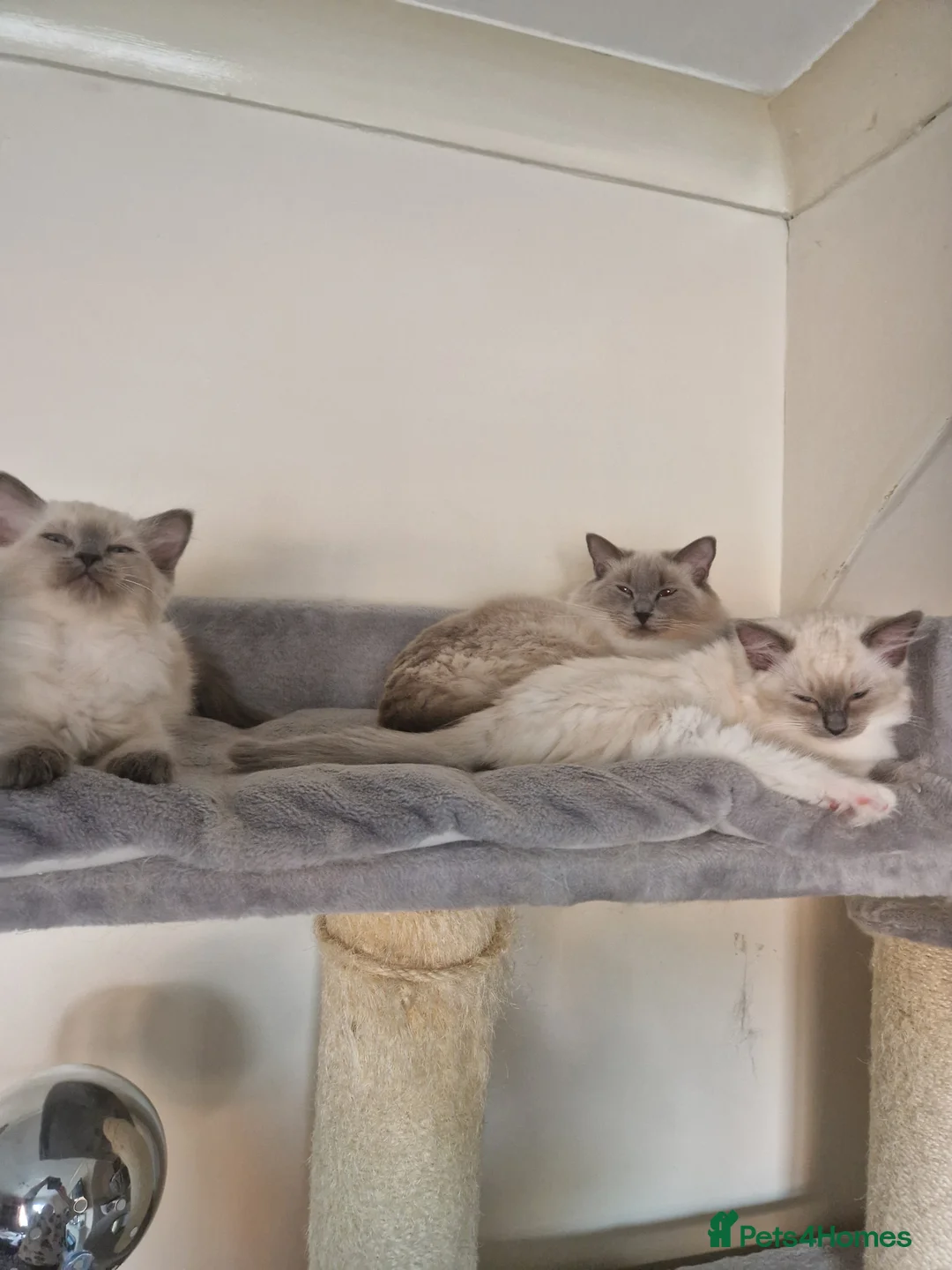 Ragdoll cats for sale: Girl and boy ragdolls - Advert 2