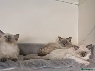 Ragdoll cats for sale: Ragdoll boy - Advert 2