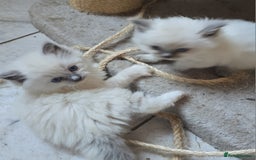Ragdoll cats for sale: Beautiful ragdoll kittens  - Advert 1