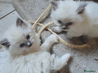 Ragdoll cats for sale: Beautiful ragdoll kittens 3 girls left - Advert 1