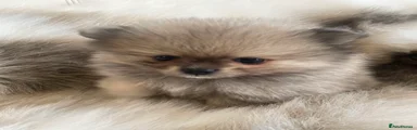 Pomeranian Puppy 1