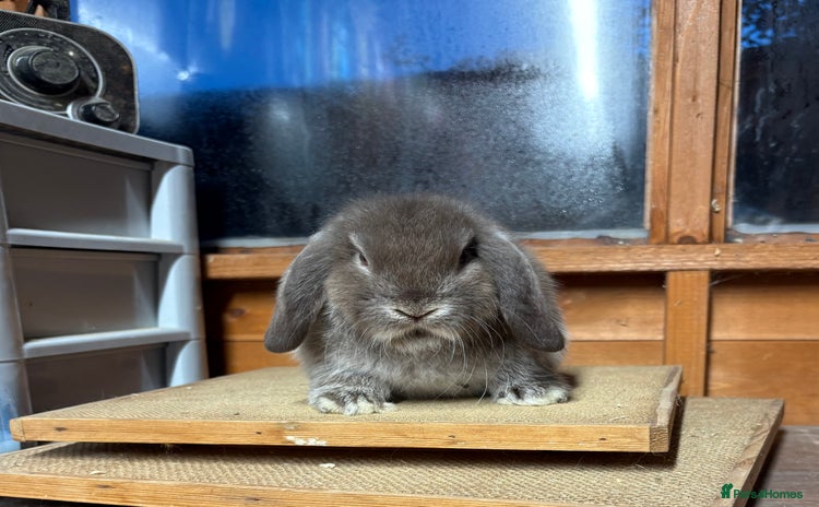 Mini Lop rabbits Chocolate fox mini lop buck  - Advert 14