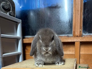 Mini Lop rabbits Chocolate fox mini lop buck - Advert 12