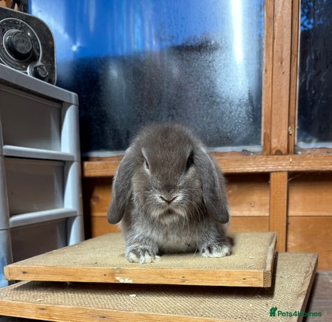 Mini Lop rabbits Chocolate fox mini lop buck - Advert 14