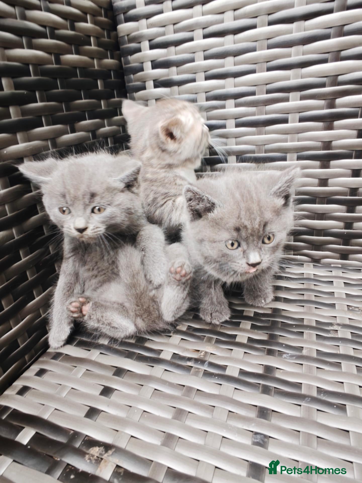 British Shorthair cats 🐾🚨ATTENTION:PROFESSIONAL CUDDLE MONSTERS 🚨🐾 - Advert 1