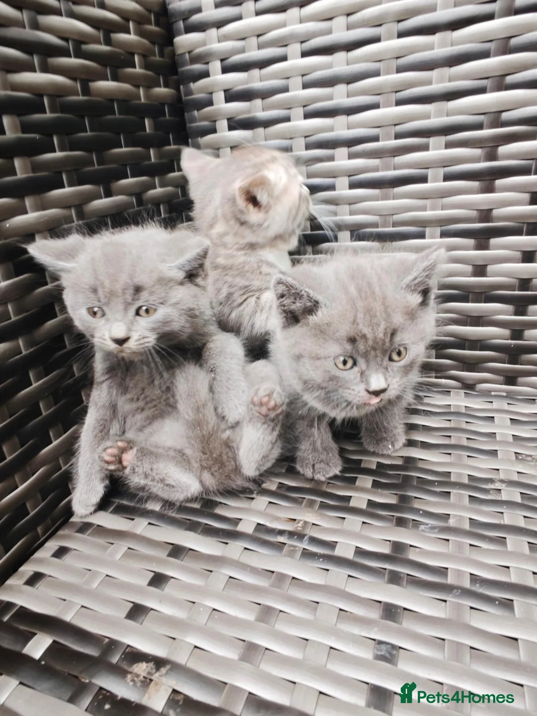 British Shorthair cats for sale: 🐾🚨ATTENTION:PROFESSIONAL CUDDLE MONSTERS 🚨🐾 - Advert 1