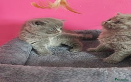 British Shorthair cats for sale: Stunning Teddy bear BSH kittens  GCCF  - Image 10