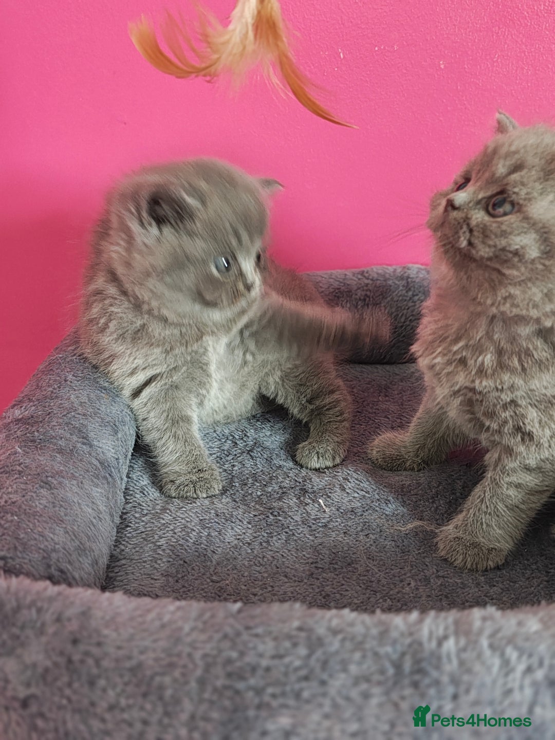 British Shorthair cats for sale: Stunning Teddy bear BSH kittens  GCCF  - Image 10
